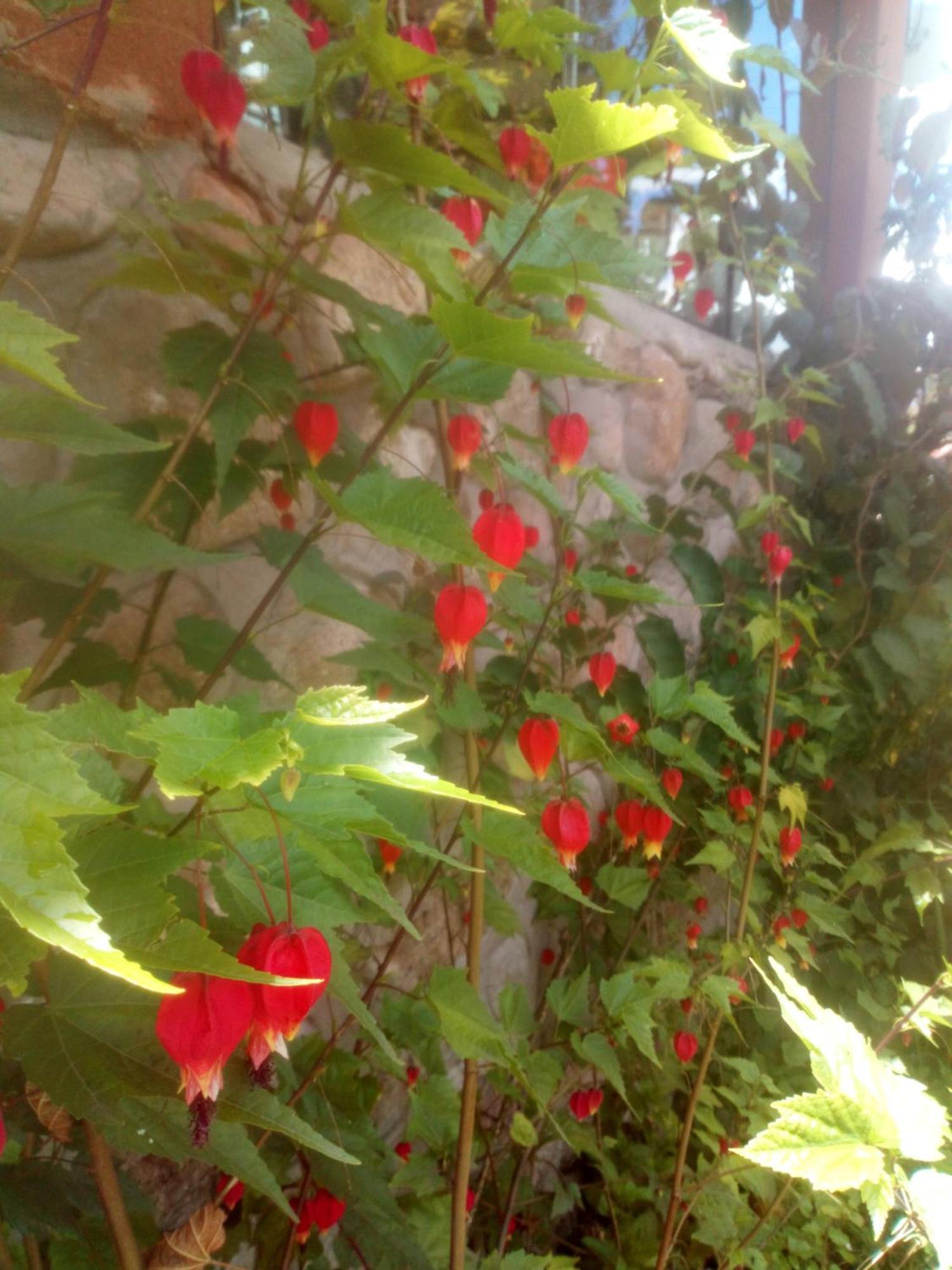 Ecolodge Ccatan 乌鲁班巴 外观 照片